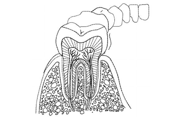 Anatomy of Teeth: A Designer’s Review for Boutique Sweatshirts