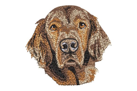 Irish Setter: A Designer’s Review for Real Projects